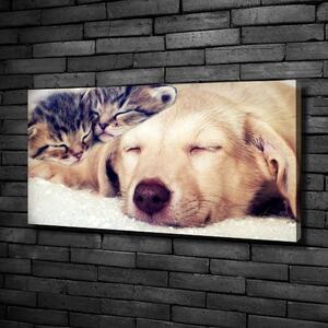 Foto obraz na plátně do obýváku Štěňata a kočky oc-67600578