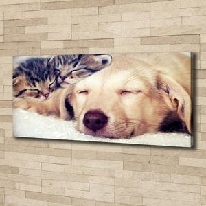 Foto obraz na plátně do obýváku Štěňata a kočky oc-67600578