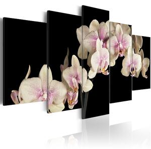 Obraz - Orchidea - kontrast barev