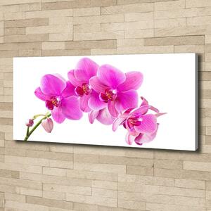 Foto obraz na plátně Růžová orchidej oc-67673367