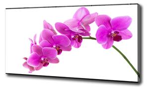 Foto obraz na plátně Růžová orchidej oc-67691978