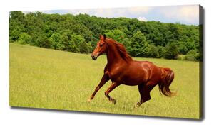 Foto obraz tištěný na plátně Kůň na louce oc-68119926