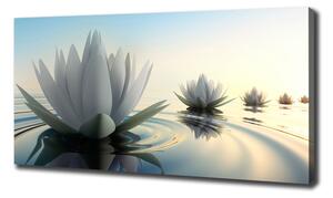 Foto obraz na plátně Květ lotosu oc-68293663