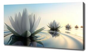 Foto obraz na plátně Květ lotosu oc-68293663