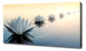 Foto obraz tištěný na plátně Květiny lotosu oc-68298321