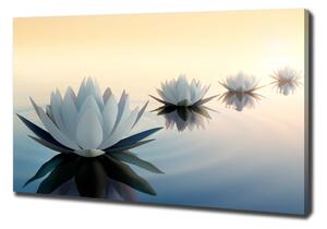 Foto obraz tištěný na plátně Květiny lotosu oc-68298321
