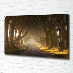 Foto obraz na plátně Mlha v lese oc-68778372