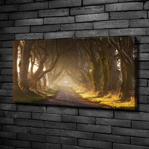 Foto obraz na plátně Mlha v lese oc-68778372