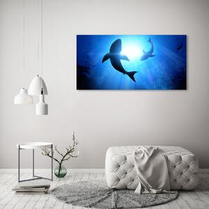 Foto obraz na plátně Dva žraloci oc-69178156
