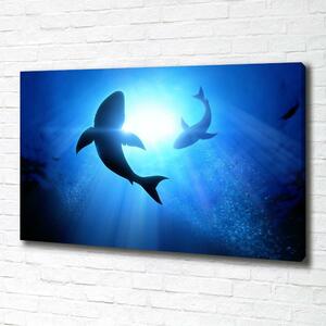 Foto obraz na plátně Dva žraloci oc-69178156