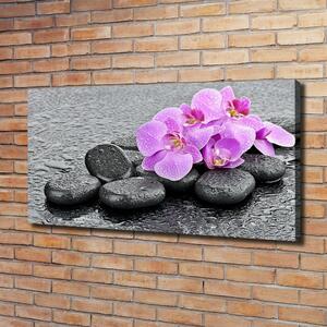 Foto obraz tištěný na plátně Orchidej kamení oc-69189175