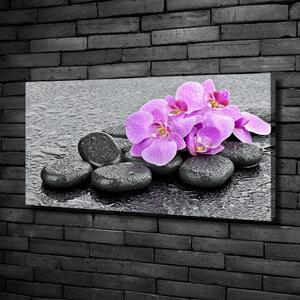 Foto obraz tištěný na plátně Orchidej kamení oc-69189175