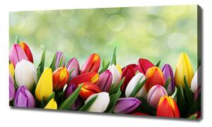 Moderní obraz canvas na rámu Barevné tulipány oc-69344290