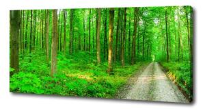 Foto obraz na plátně Stromy v lese oc-69570264