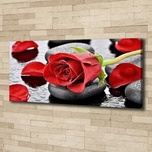 Moderní fotoobraz canvas na rámu Červená růže oc-69893127