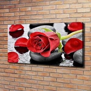 Moderní fotoobraz canvas na rámu Červená růže oc-69893127