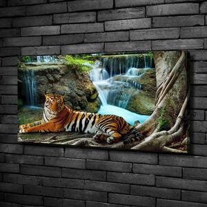 Foto obraz na plátně Tygr vodopád oc-70563855