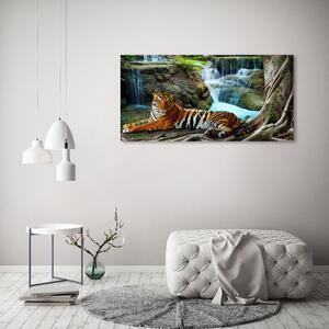 Foto obraz na plátně Tygr vodopád oc-70563855