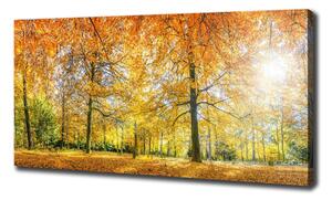 Foto obraz na plátně Podzimní les oc-70578437