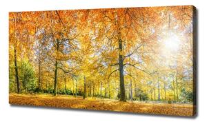 Foto obraz na plátně Podzimní les oc-70578437