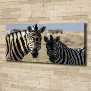 Foto obraz na plátně Dvě zebry oc-70684470