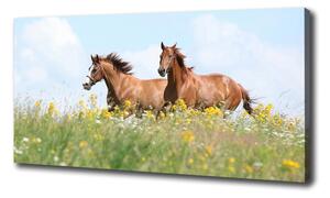 Foto obraz na plátně Dva koně ve cvalu oc-71484450