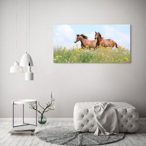 Foto obraz na plátně Dva koně ve cvalu oc-71484450