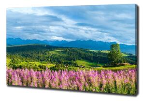 Foto obraz canvas Levandule v horách oc-71828150