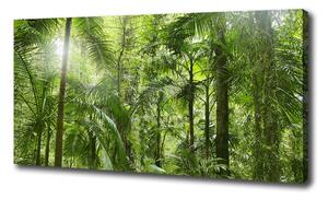 Foto obraz na plátně Tropický les oc-72098525