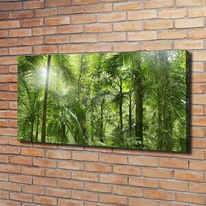 Foto obraz na plátně Tropický les oc-72098525