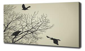 Moderní fotoobraz canvas na rámu Vrány na stromě oc-72229851