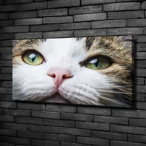 Foto obraz na plátně Zelené kočičí oči oc-72425776
