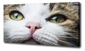 Foto obraz na plátně Zelené kočičí oči oc-72425776