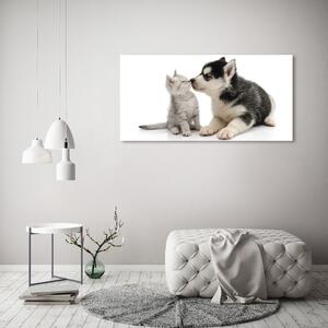 Fotoobraz na skle Pes a kočka osh-73561386