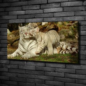 Foto-obraz canvas na rámu Tygři oc-73601237