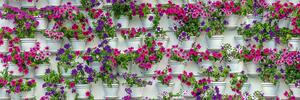 DIMEX | Fototapeta do kuchyně Květiny v truhlících KI-180-176 | 180 x 60 cm | fialová, růžová, bílá, zelená