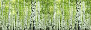 DIMEX | Fototapeta do kuchyně Jarní březový háj KI-180-193 | 180 x 60 cm | zelená, černá, bílá