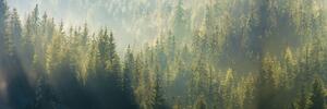 DIMEX | Fototapeta do kuchyně Zamlžený les KI-180-194 | 180 x 60 cm | zelená, černá, šedá