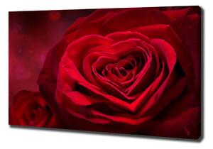 Foto obraz na plátně Červená růže srdce oc-75608886
