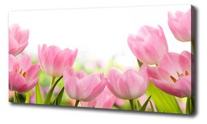 Foto obraz na plátně Růžové tulipány oc-76412458