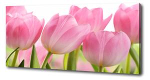 Foto obraz na plátně Růžové tulipány oc-76775867
