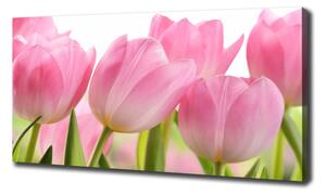 Foto obraz na plátně Růžové tulipány oc-76775867