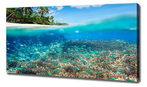 Foto obraz na plátně Korálový útes oc-78236057