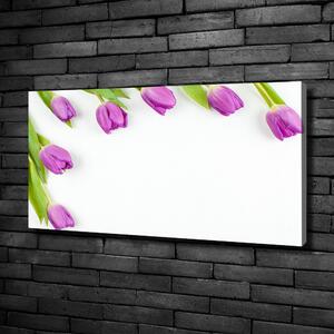 Moderní fotoobraz canvas na rámu Fialové tulipány oc-78573099