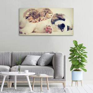 Foto obraz na plátně Dvě kočky a pes oc-78906407