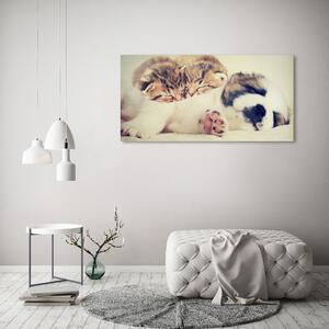 Fotoobraz na skle Dvě kočky a pes osh-78906407