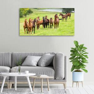 Foto obraz na plátně Stádo koní na louce oc-79057196