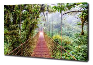 Foto obraz na plátně Most v pralese oc-79141355