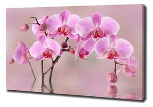 Foto obraz tištěný na plátně Růžová orchidej oc-79883275