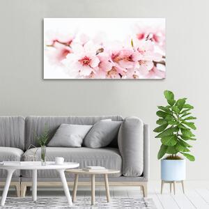Moderní obraz canvas na rámu Květy višně oc-79943111